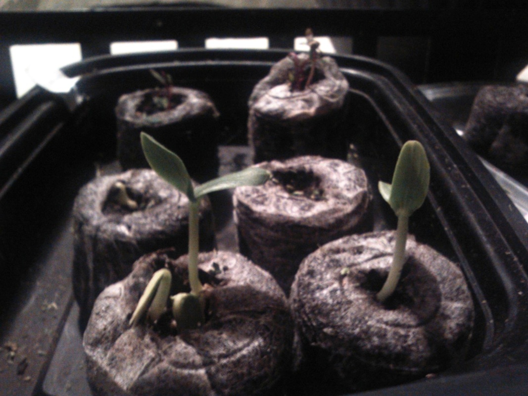 Non-GMO organic cucumber sprout in soil pellet