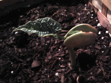 non-GMO organic lima bean sprout in container garden
